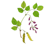 Mucuna